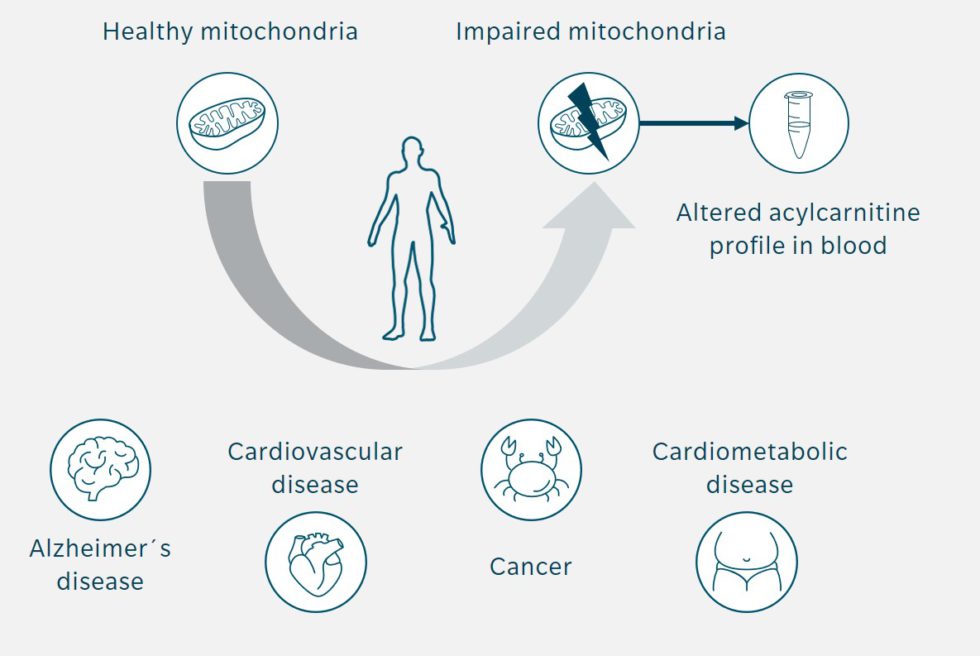 Acylcarnitines - Understand energy metabolism across generations