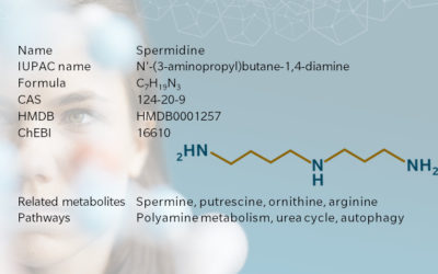 Spermidine : Unlocking the secrets of cellular aging and longevity