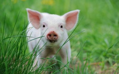 Targeted metabolomics as a tool to monitor sow and piglet health in swine breeding