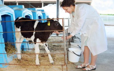 How to tackle health issues in animal husbandry?