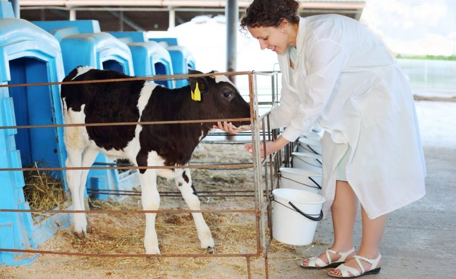 How to tackle health issues in animal husbandry? - biocrates life sciences  ag