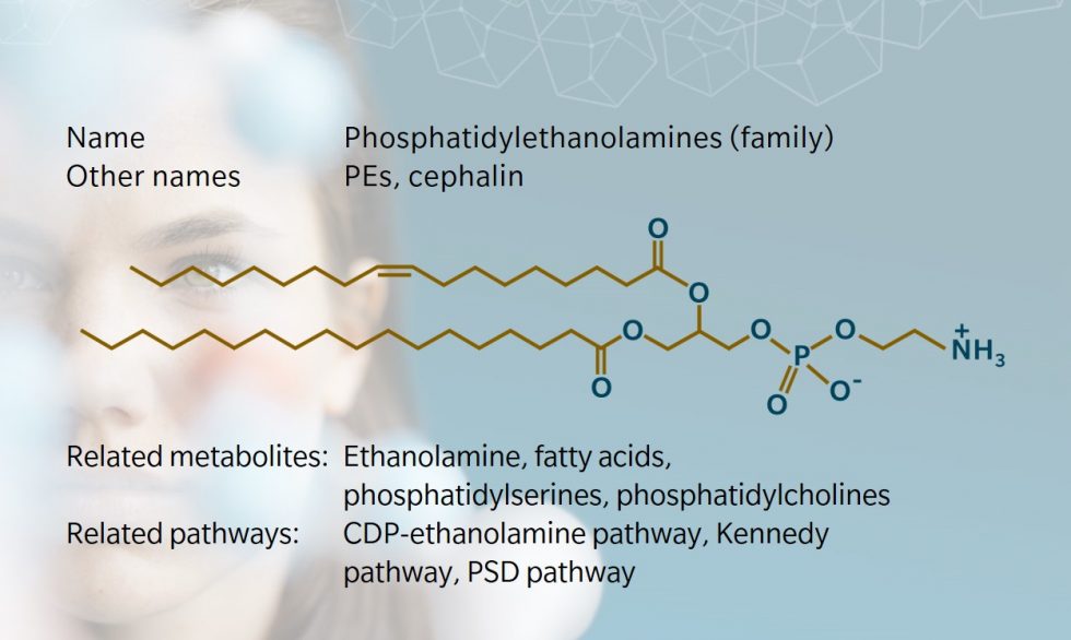 Phosphatidylethanolamines - Key lipids in cellular function and ...