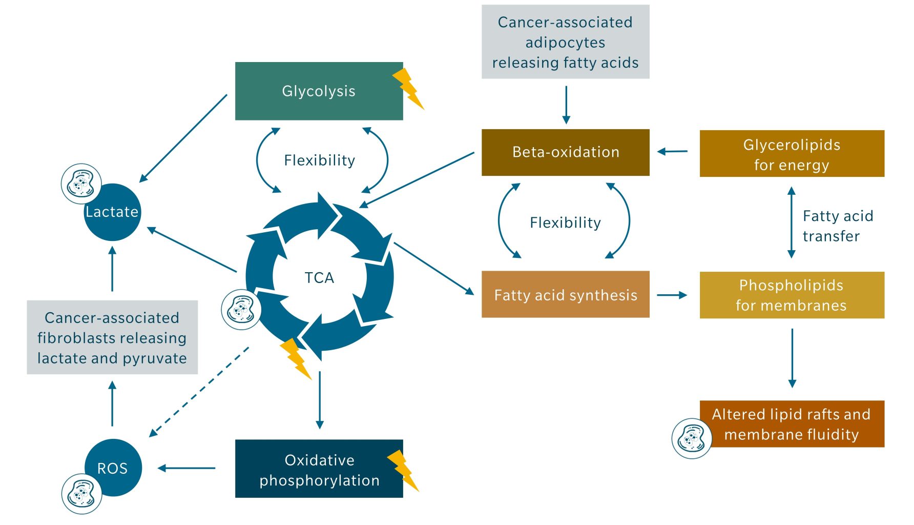 Figure 3-Cancer