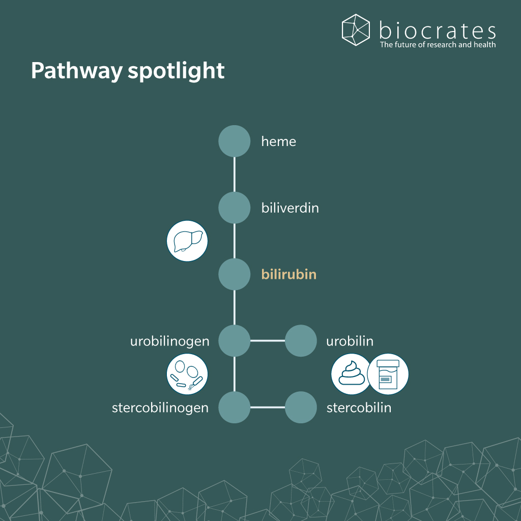 bilirubin_pathway