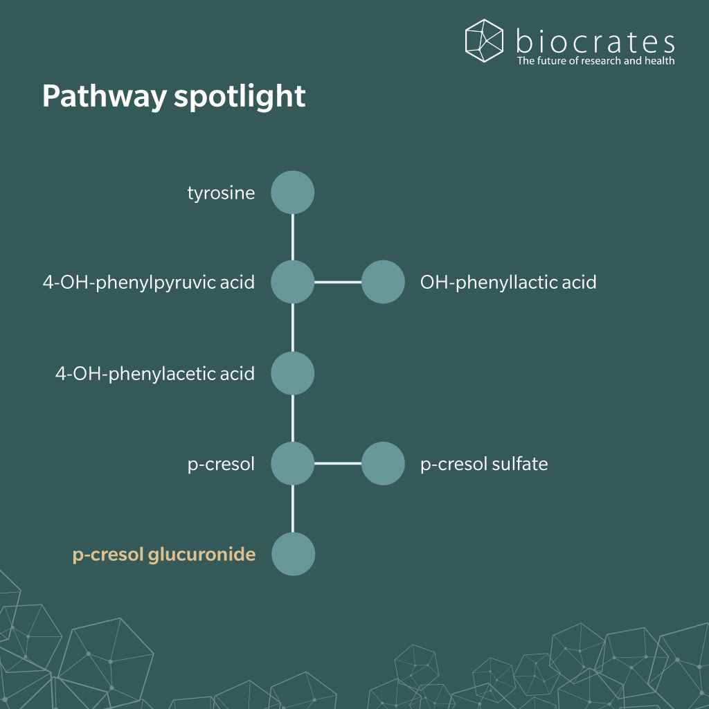 p-cresol-glucuronide_pathway