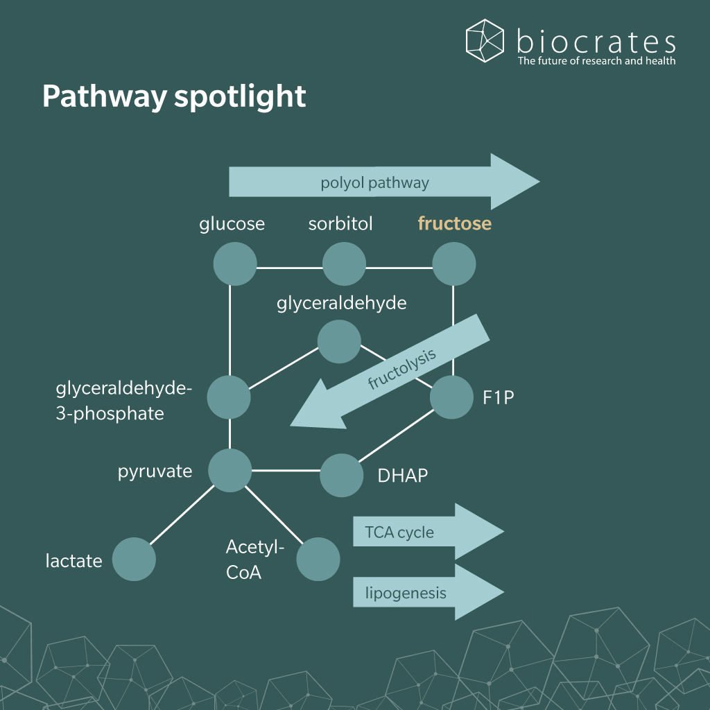 Fructose_pathway