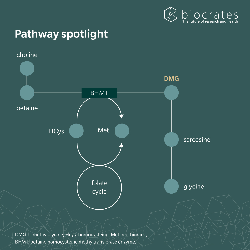 DMG_pathway