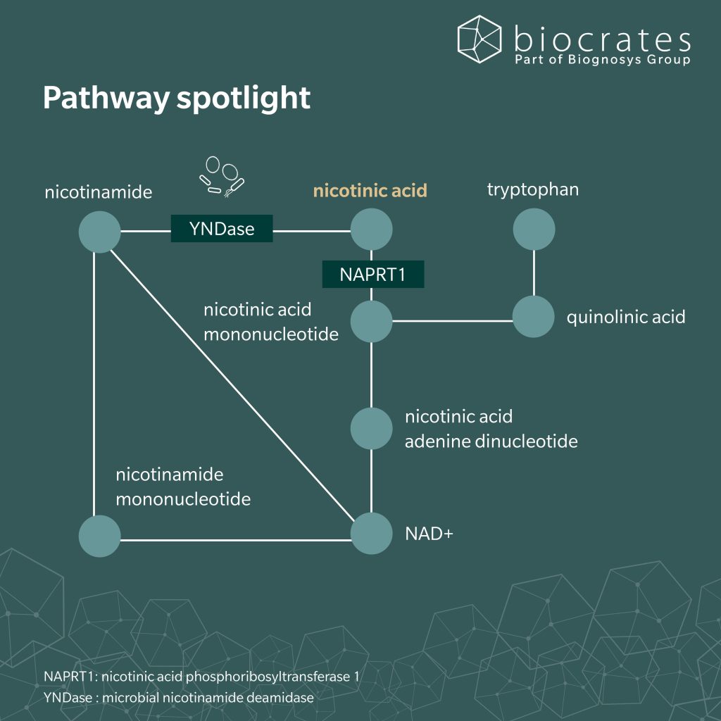 nicotinic-acid_pathway
